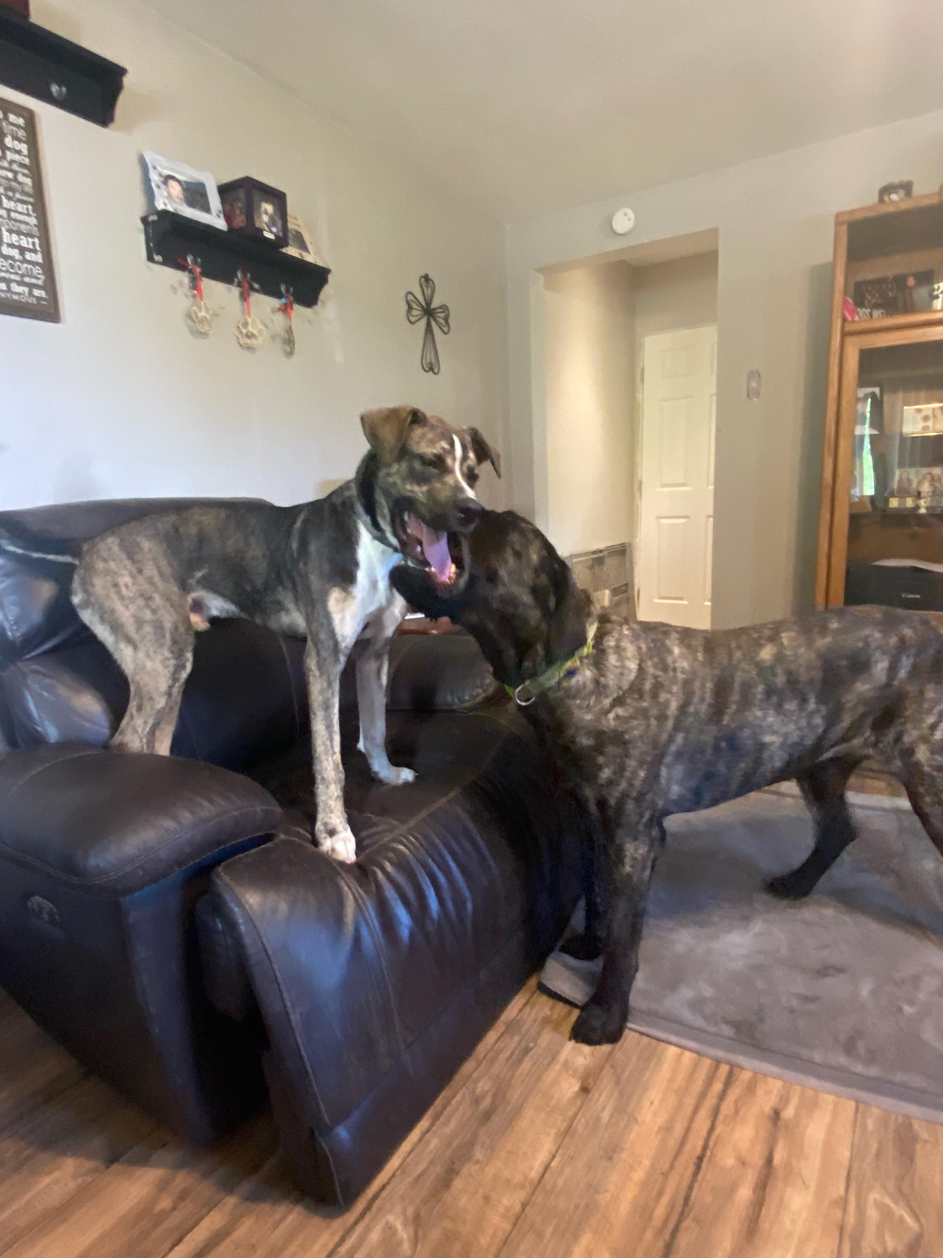 Jasper, Adoptable, Young Male Plott Hound.