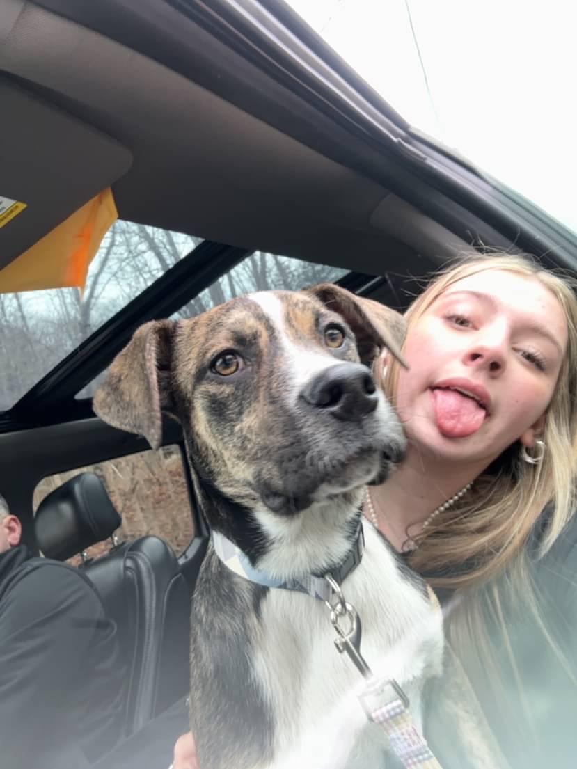 Jasper, a Adoptable mixed breed in New Kensington, PA image 5/6