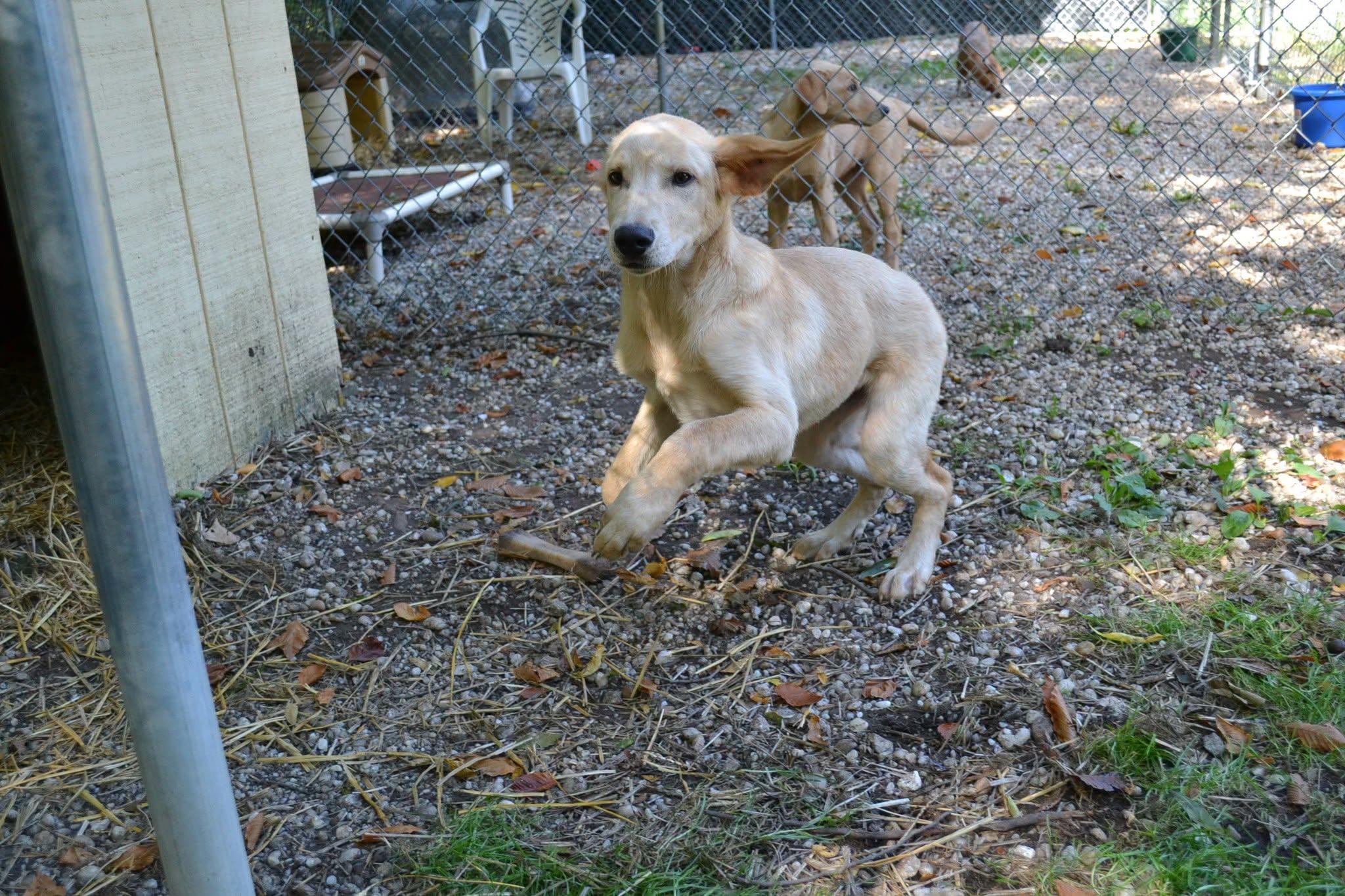 Enlarge Zorro, a Adopted mixed breed in Chardon, OH image 3/4