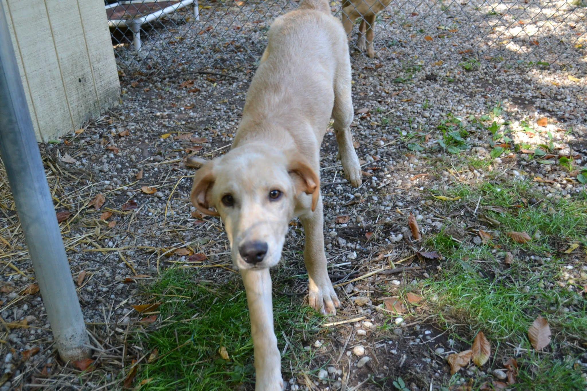 Zorro, Adopted, Puppy Male Labrador Retriever.
