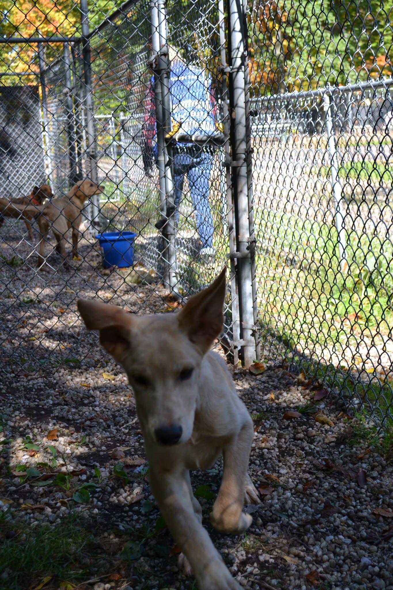 Enlarge Zorro, a Adopted mixed breed in Chardon, OH image 4/4