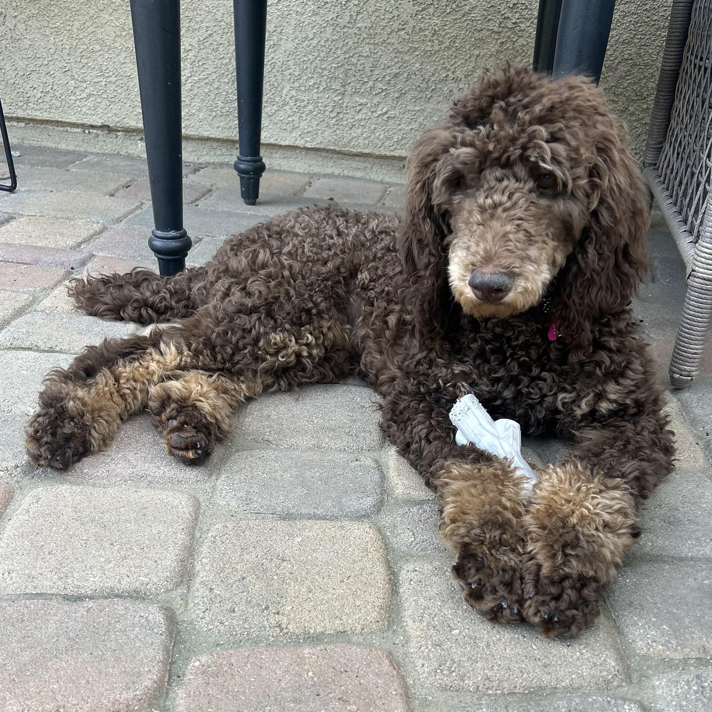 Giselle, an adopted Poodle in Thousand Oaks, CA image 2/5