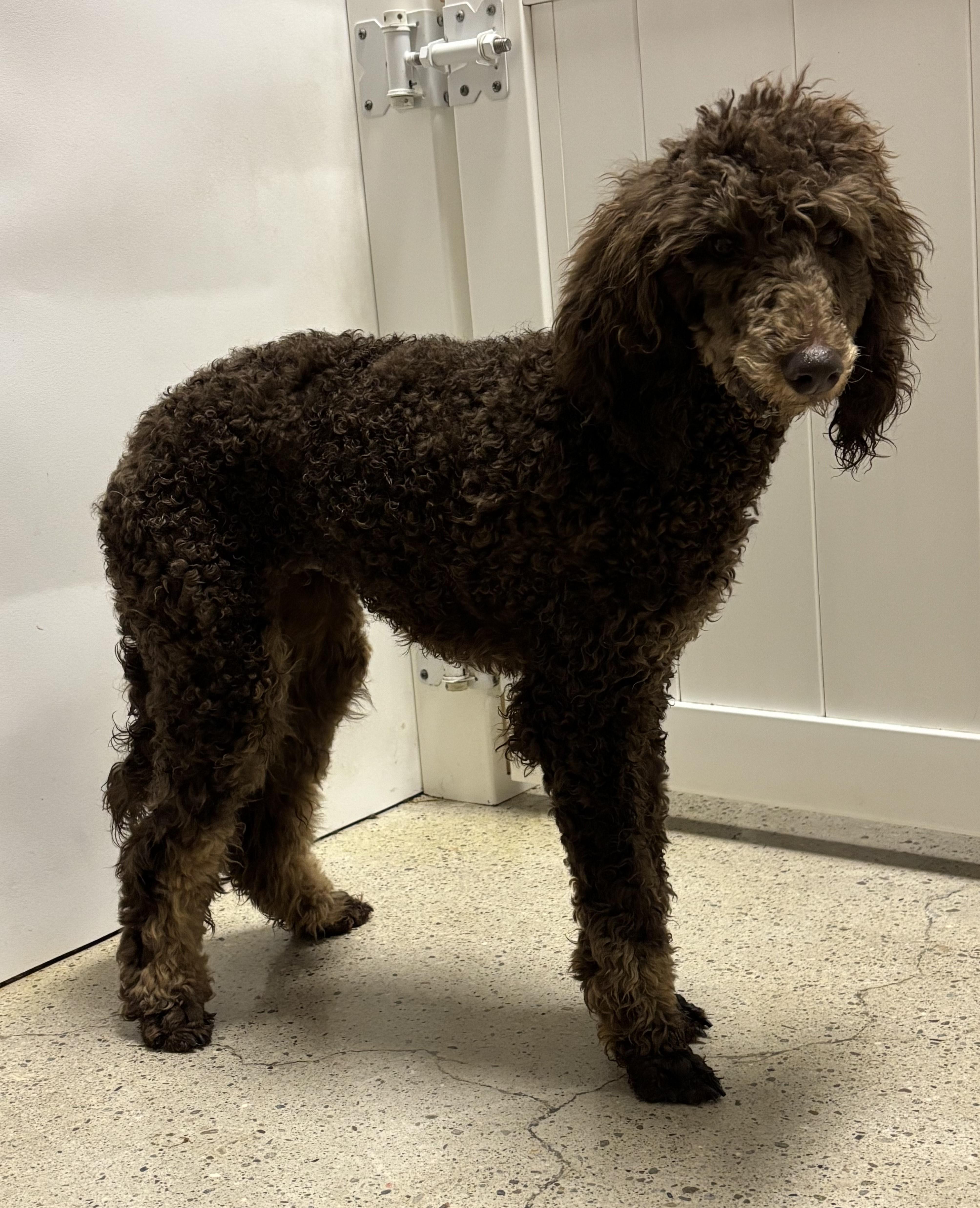 Enlarge Giselle, a ADOPTABLE Poodle in Thousand Oaks, CA image 1/3