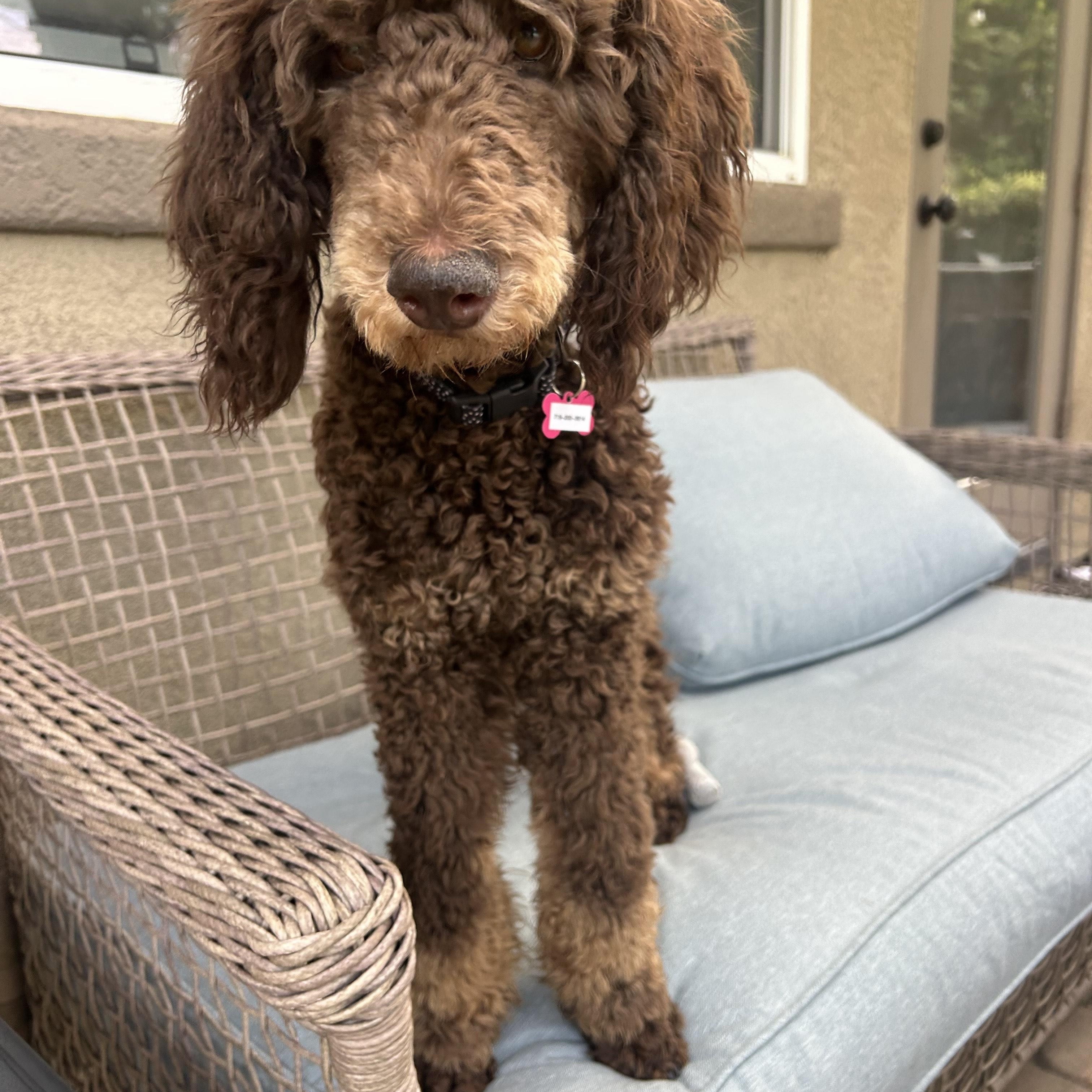 Giselle, an adopted Poodle in Thousand Oaks, CA image 3/5