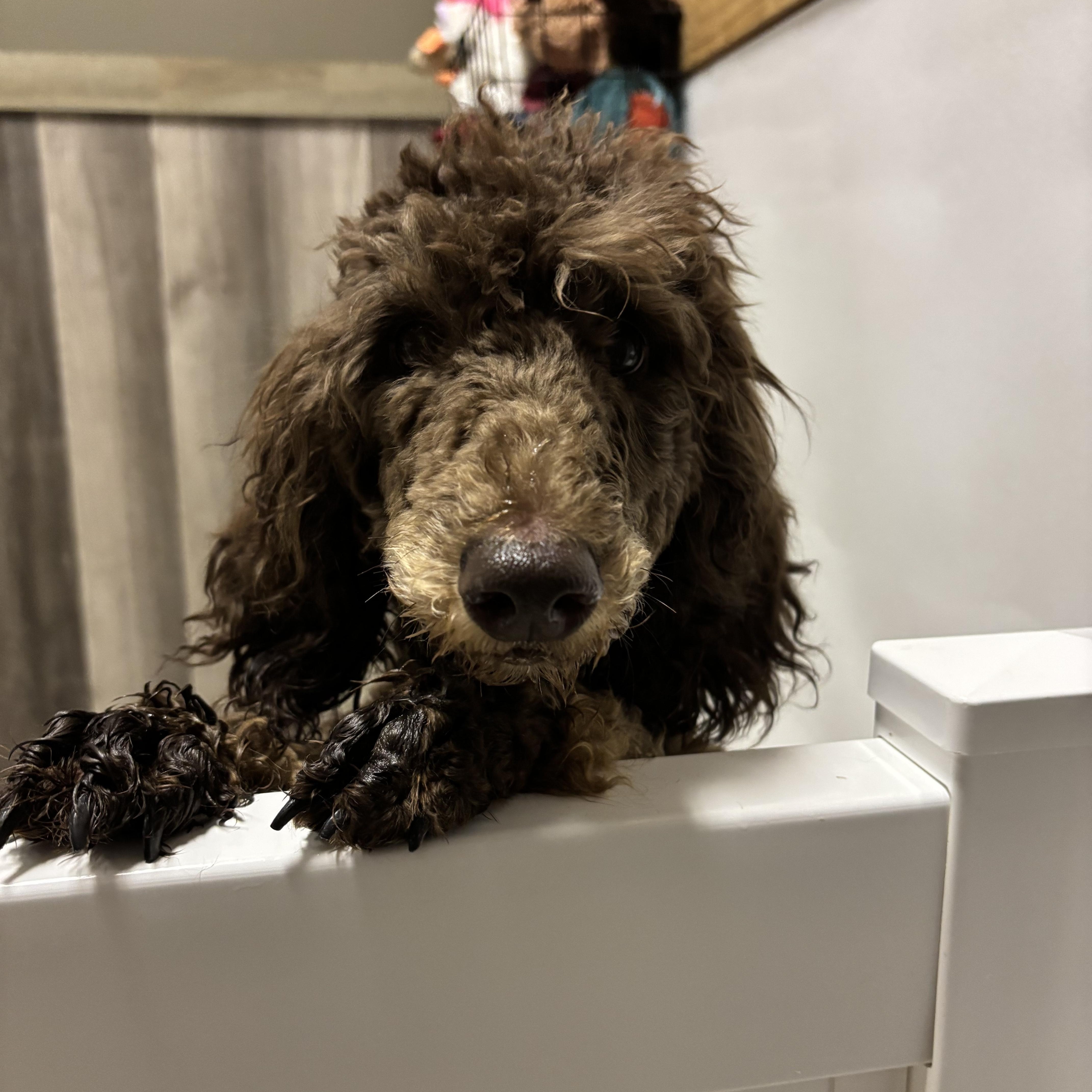 Enlarge Giselle, a ADOPTABLE Poodle in Thousand Oaks, CA image 2/3