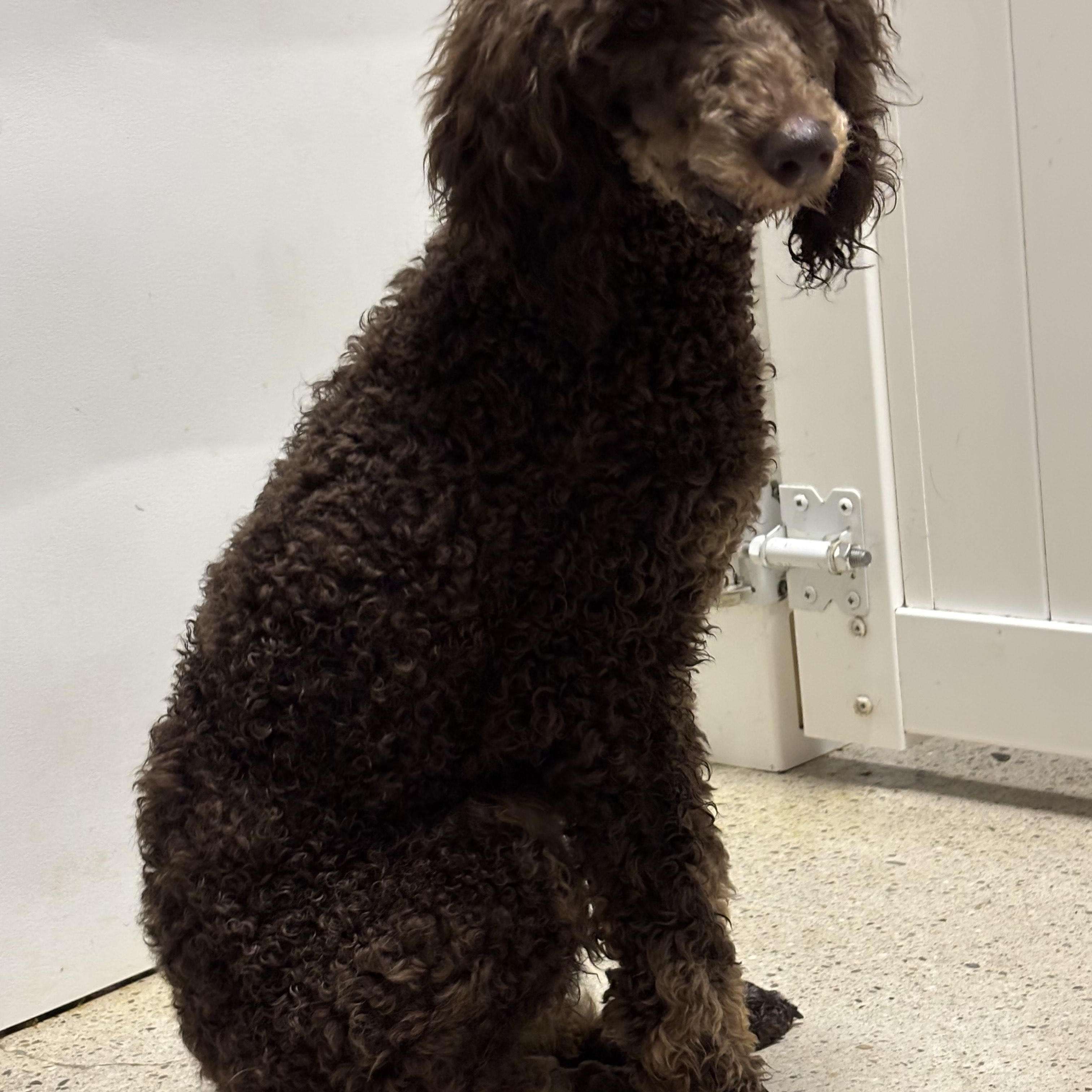 Enlarge Giselle, a ADOPTABLE Poodle in Thousand Oaks, CA image 3/3
