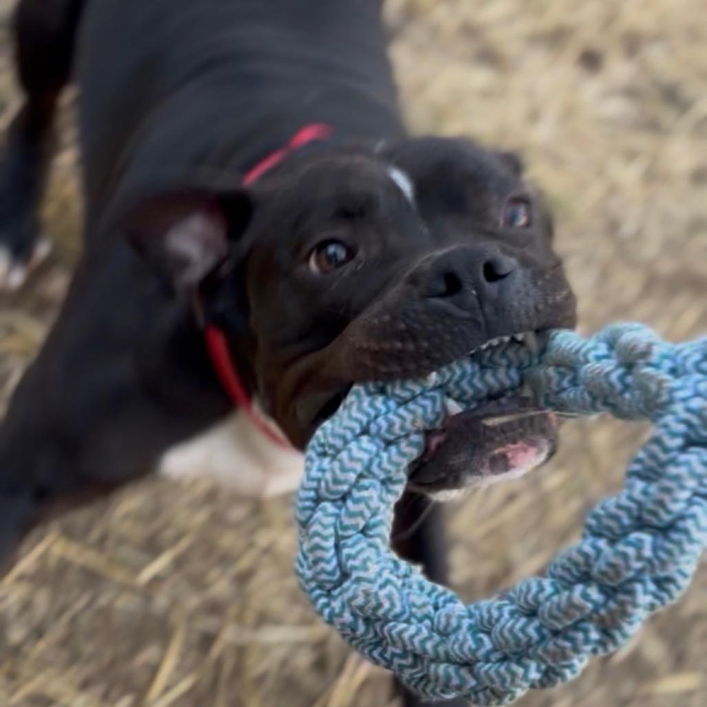 Pumba, Adoptable, Adult Male Mixed Breed.