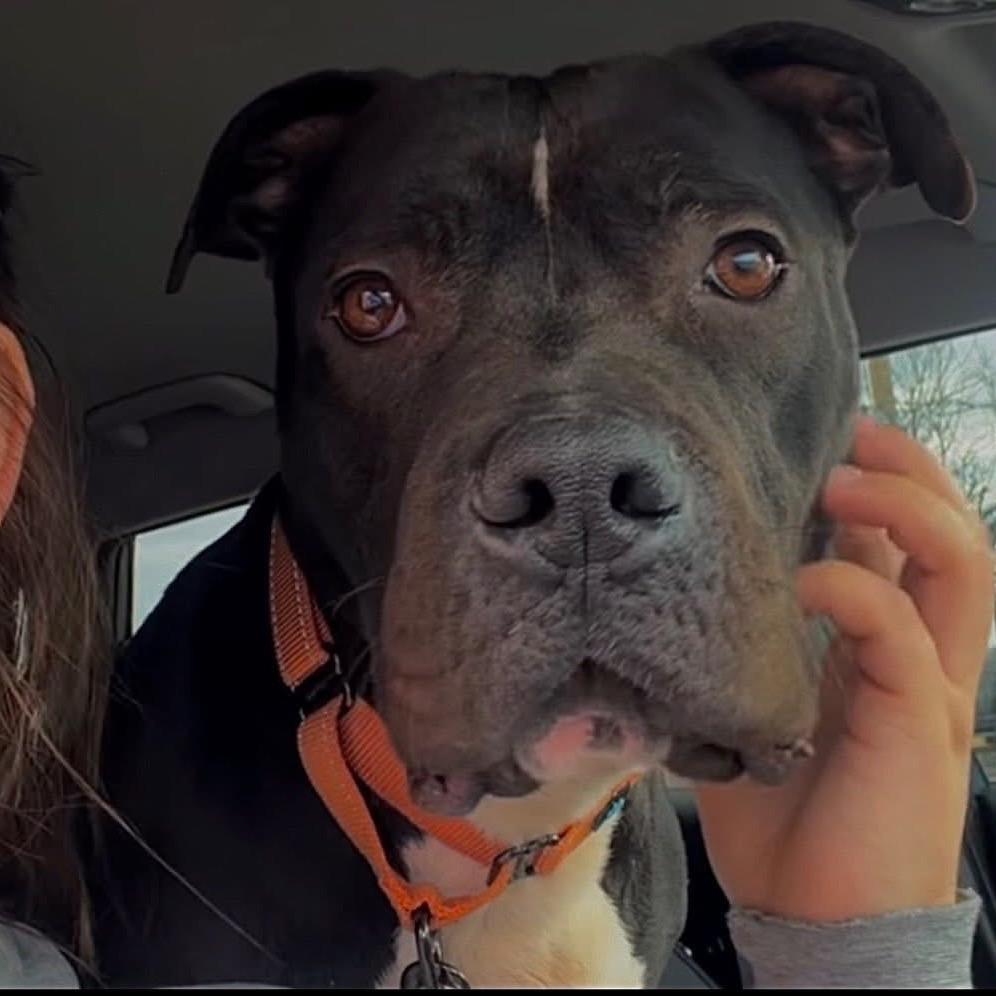 Enlarge Pumba, a Adoptable Mixed Breed in Springboro, OH image 1/6