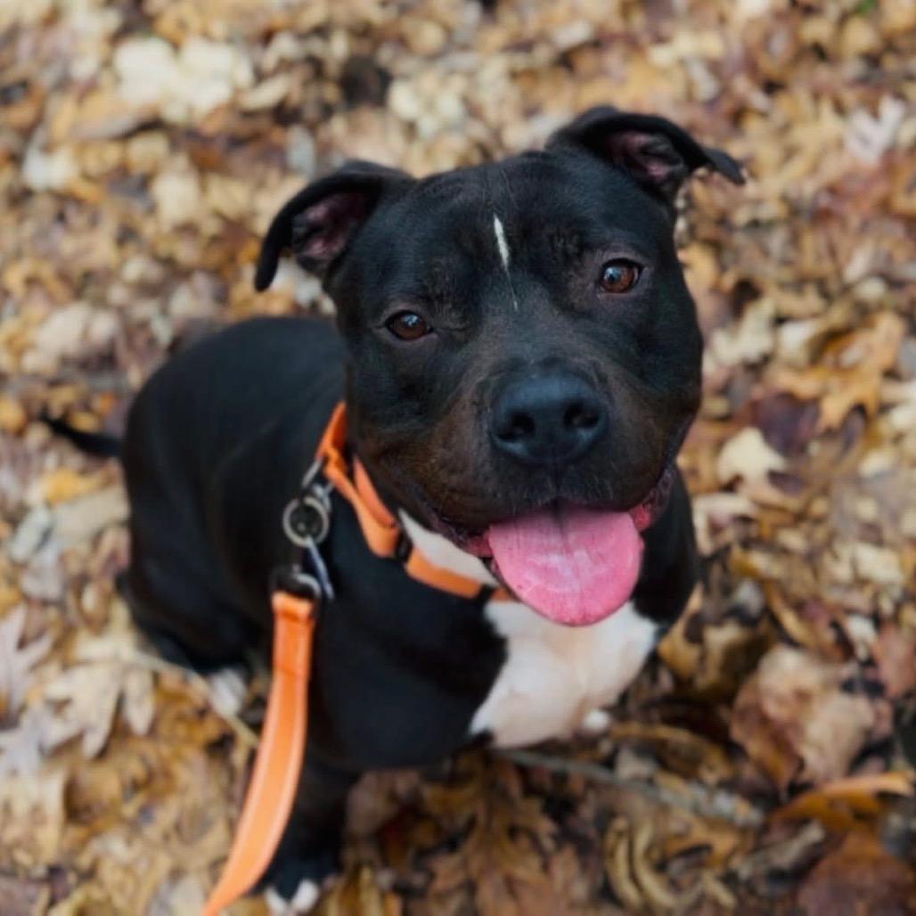 Enlarge Pumba, a Adoptable Mixed Breed in Springboro, OH image 2/6