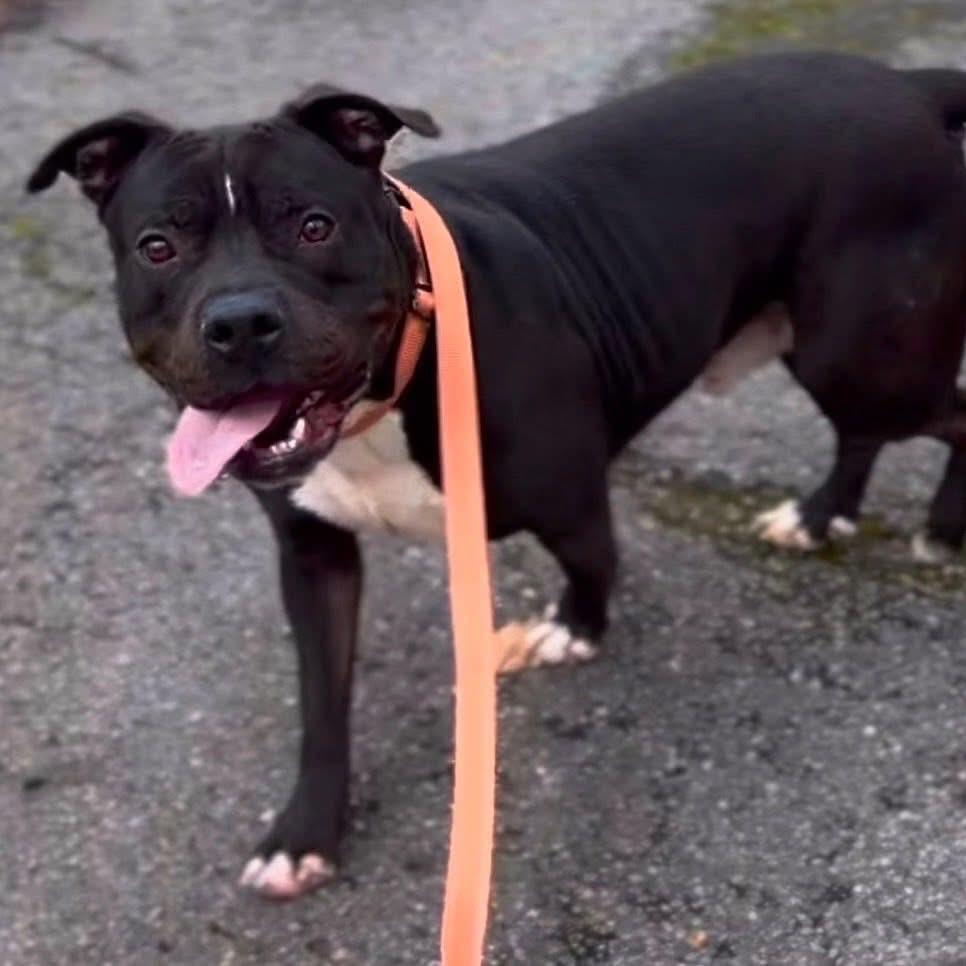 Enlarge Pumba, a Adoptable Mixed Breed in Springboro, OH image 3/6