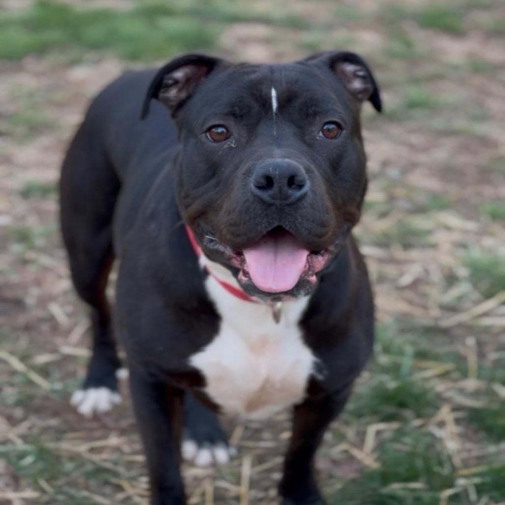 Enlarge Pumba, a Adoptable Mixed Breed in Springboro, OH image 4/6