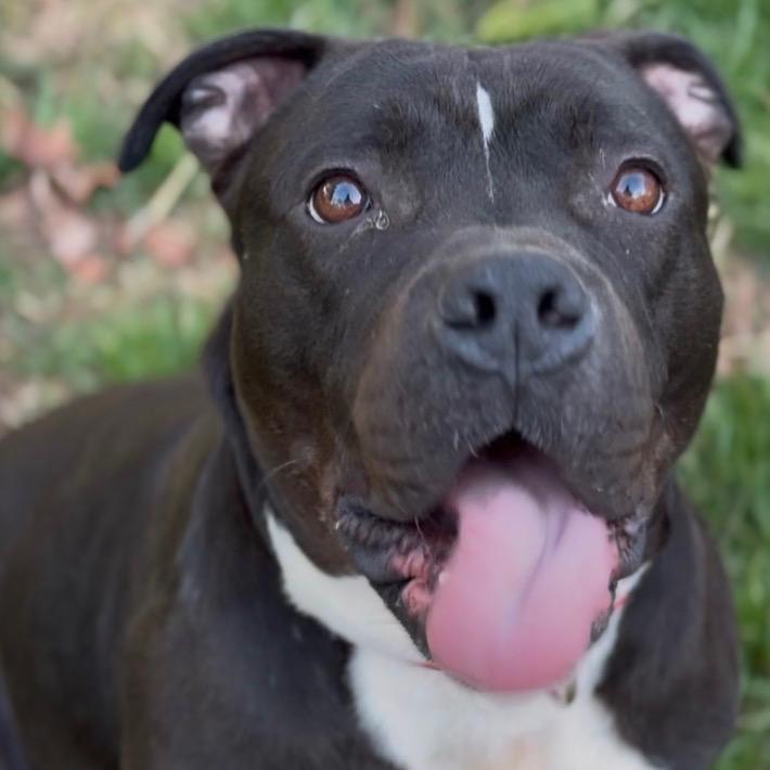 Enlarge Pumba, a Adoptable Mixed Breed in Springboro, OH image 5/6