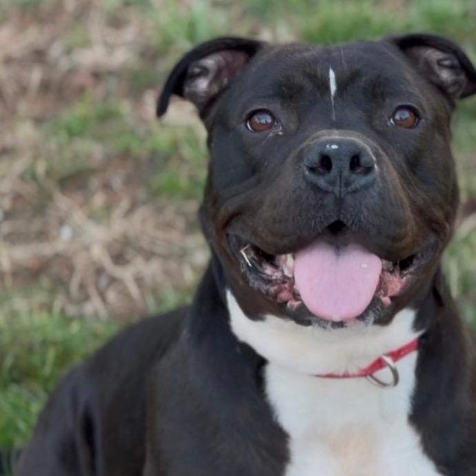 Enlarge Pumba, a Adoptable Mixed Breed in Springboro, OH image 6/6