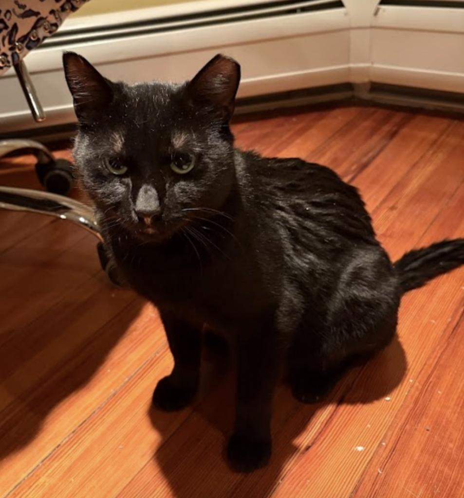 Boo boo, adopted, Young Male American Shorthair.