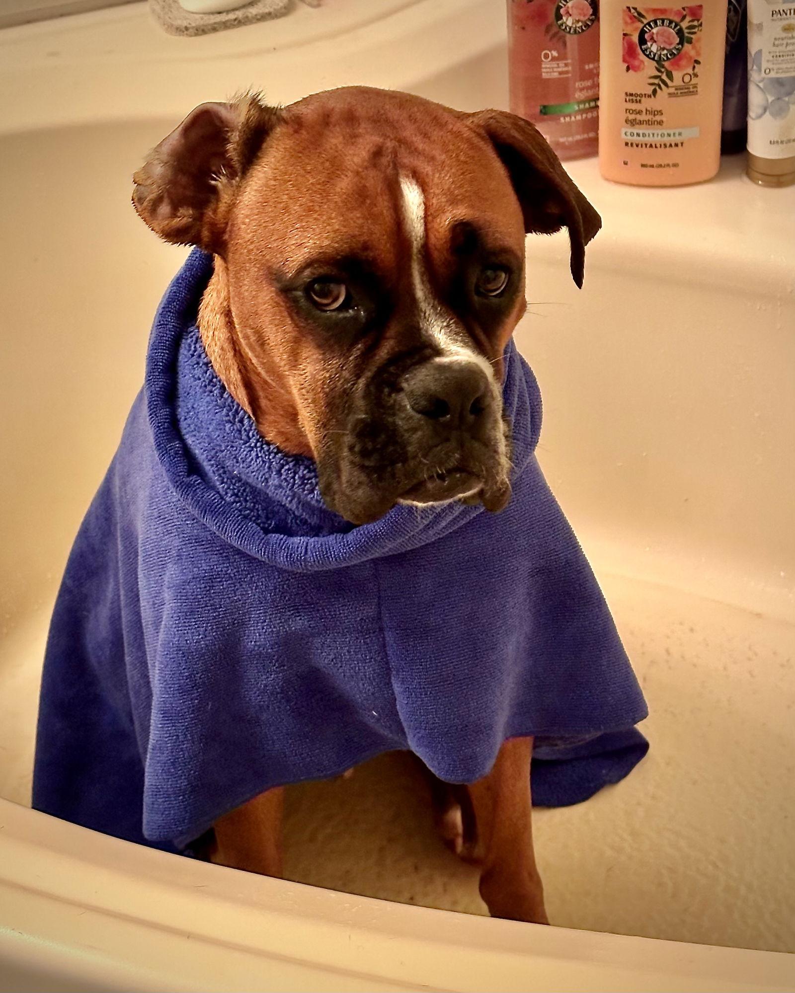 Enlarge Zeke, a Adoptable Boxer in Monticello, NY image 2/3