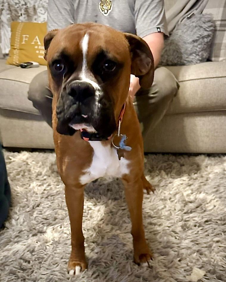 Enlarge Zeke, a Adoptable Boxer in Monticello, NY image 3/3