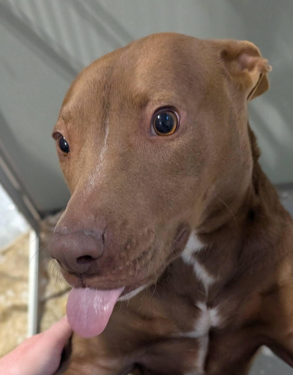 Enlarge Avery, a ADOPTABLE Mixed Breed in Davenport, IA image 2/2