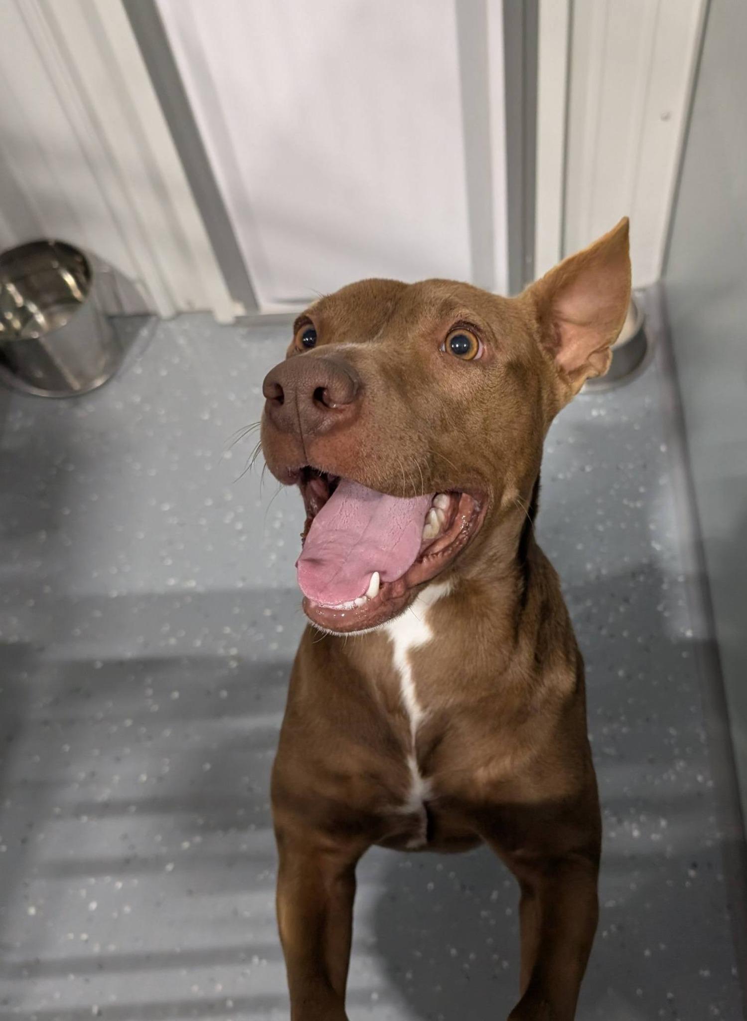 Enlarge Avery, a ADOPTABLE Mixed Breed in Davenport, IA image 1/2