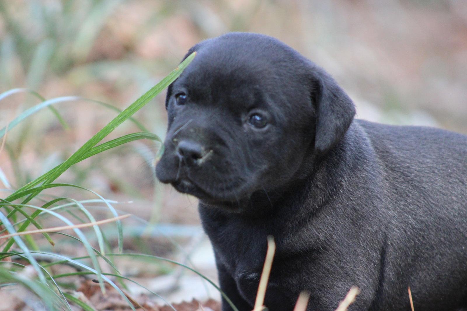 Enlarge Chisai - Japan litter, a Adoptable Labrador Retriever in Holly Springs, NC image 1/3