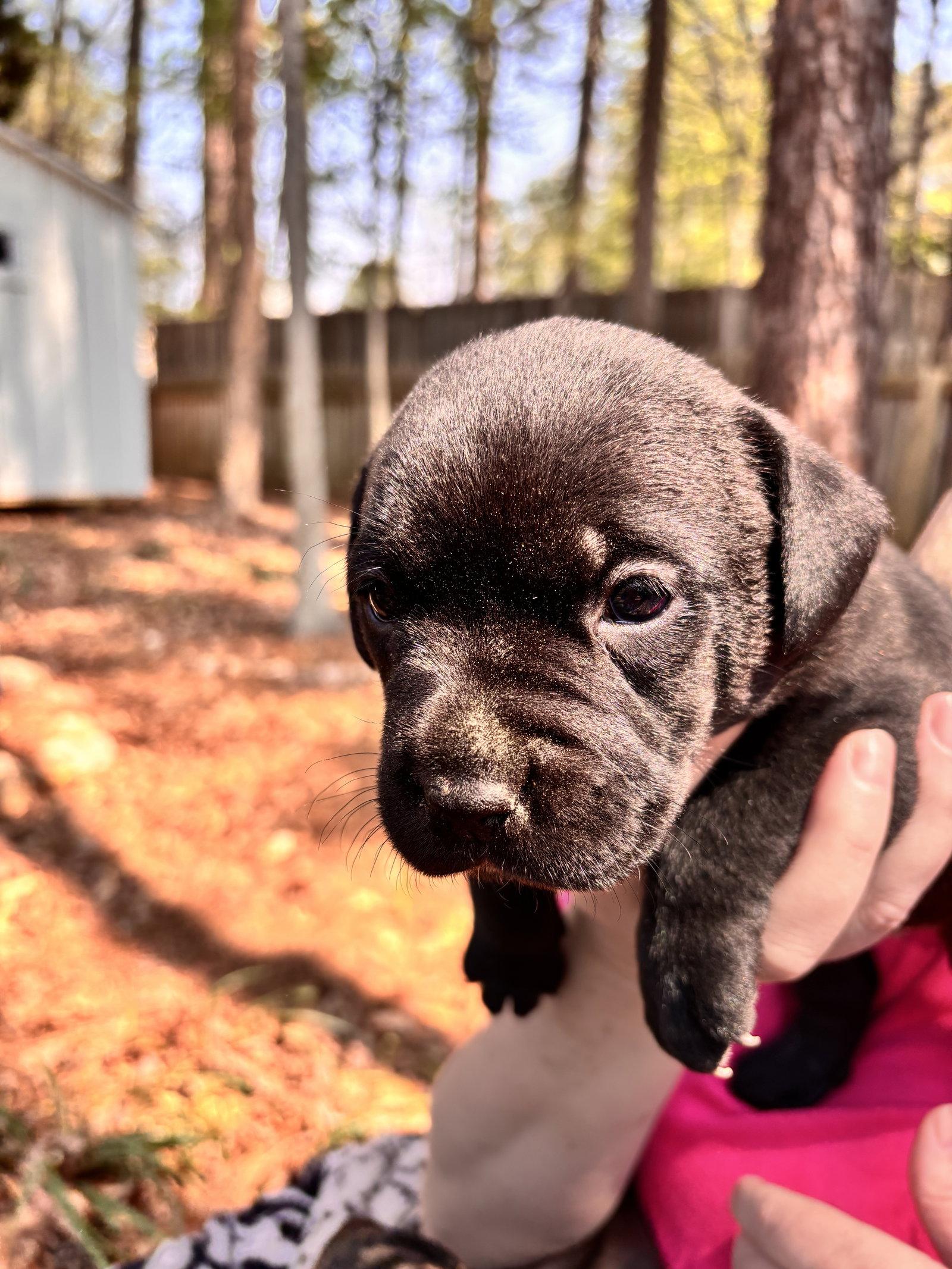 Enlarge Chisai - Japan litter, a Adoptable Labrador Retriever in Holly Springs, NC image 2/3