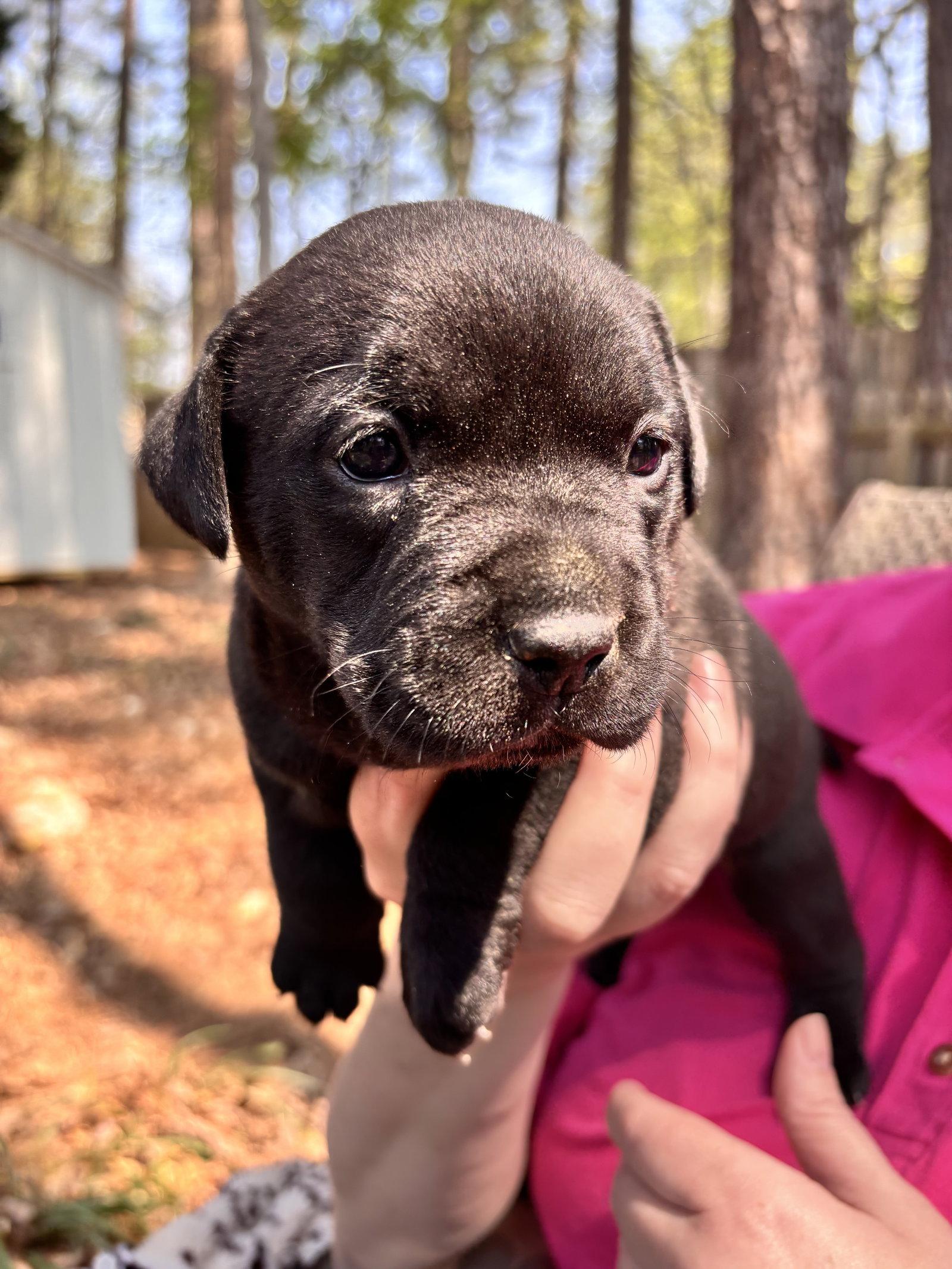 Enlarge Chisai - Japan litter, a Adoptable Labrador Retriever in Holly Springs, NC image 3/3