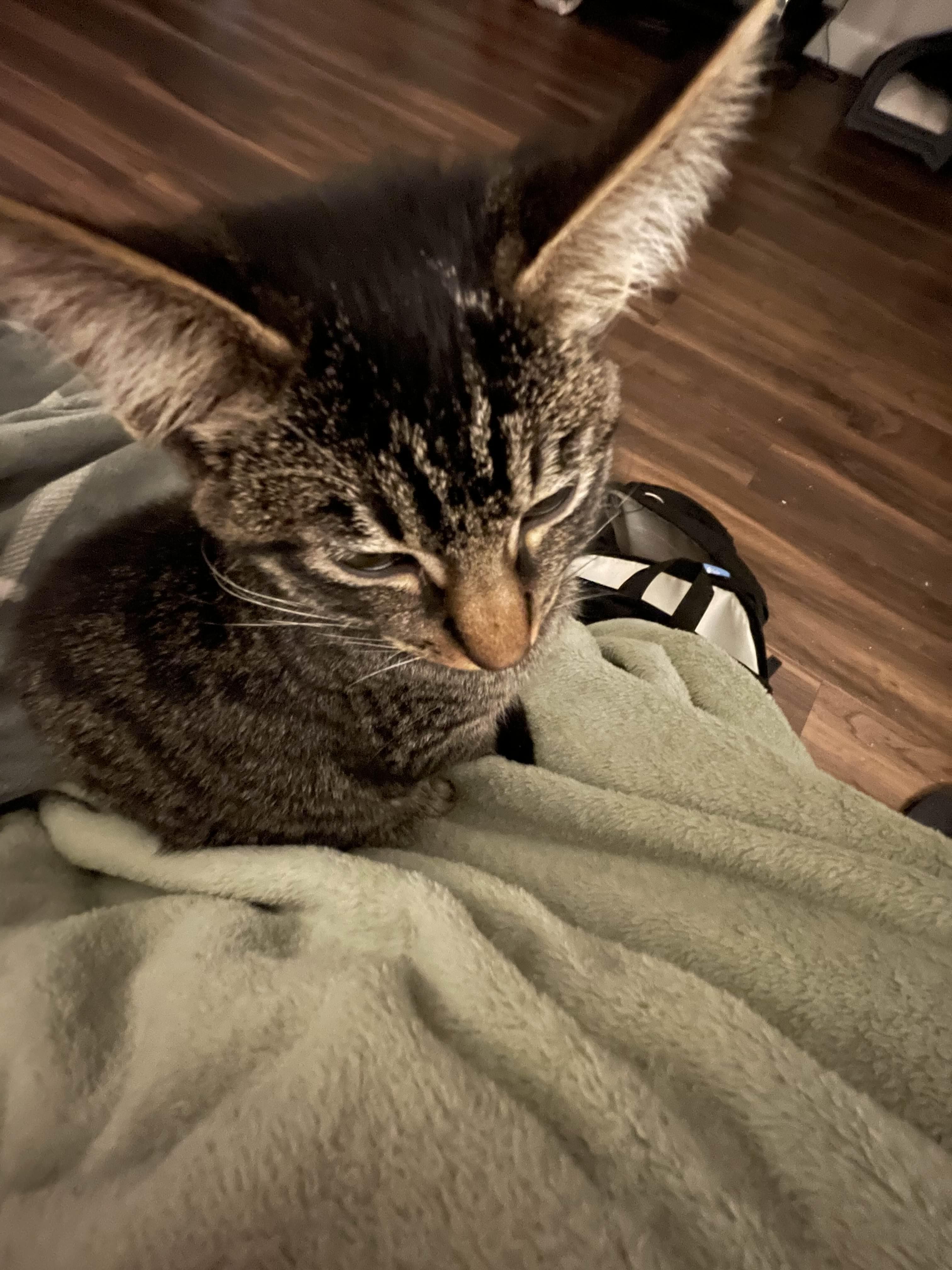 Phillis thumbnail 6
