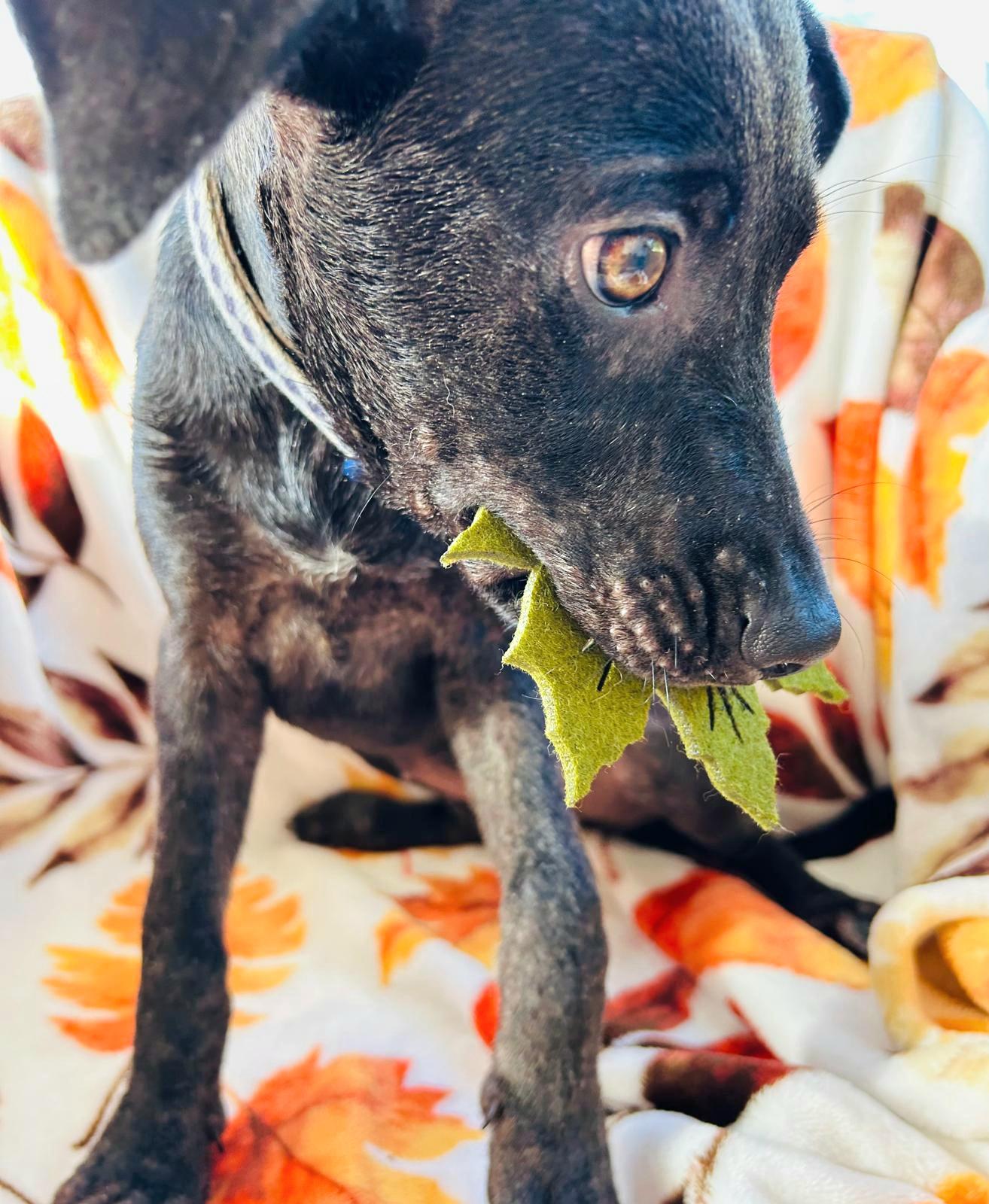 Jade Jewel " Bring thumbnail 3