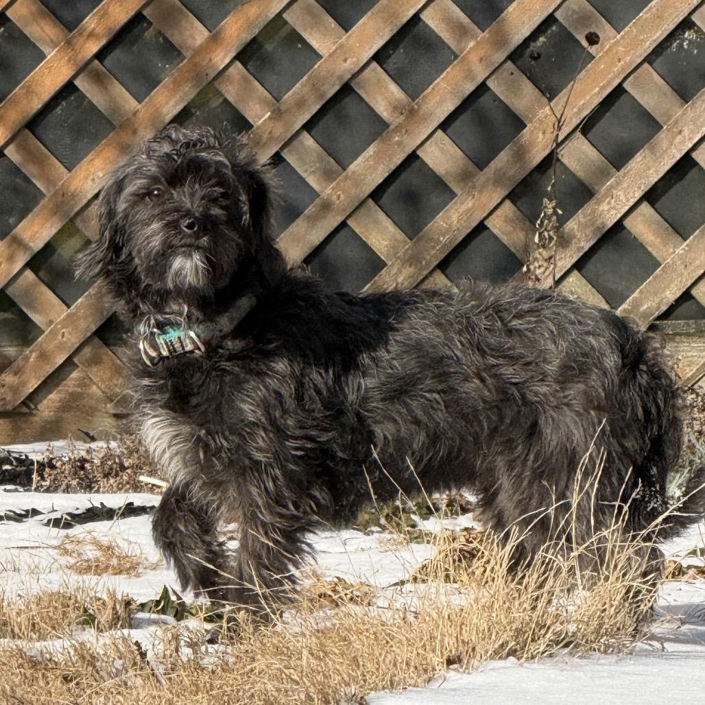 Vanya, Adoptable, Young Female Shih Tzu & Bichon Frise.