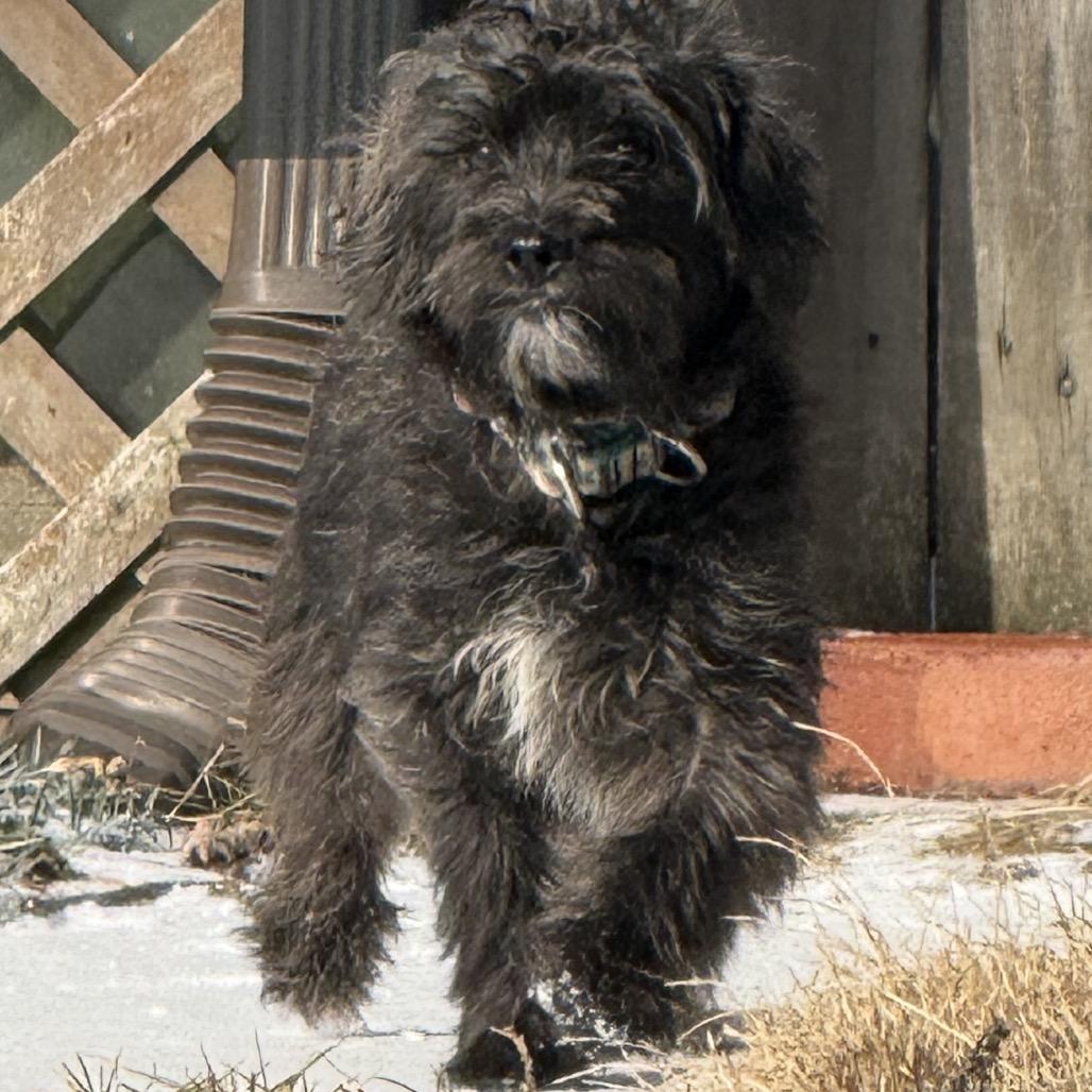 Enlarge Vanya, a Adoptable mixed breed in Sinking Spring, PA image 2/5