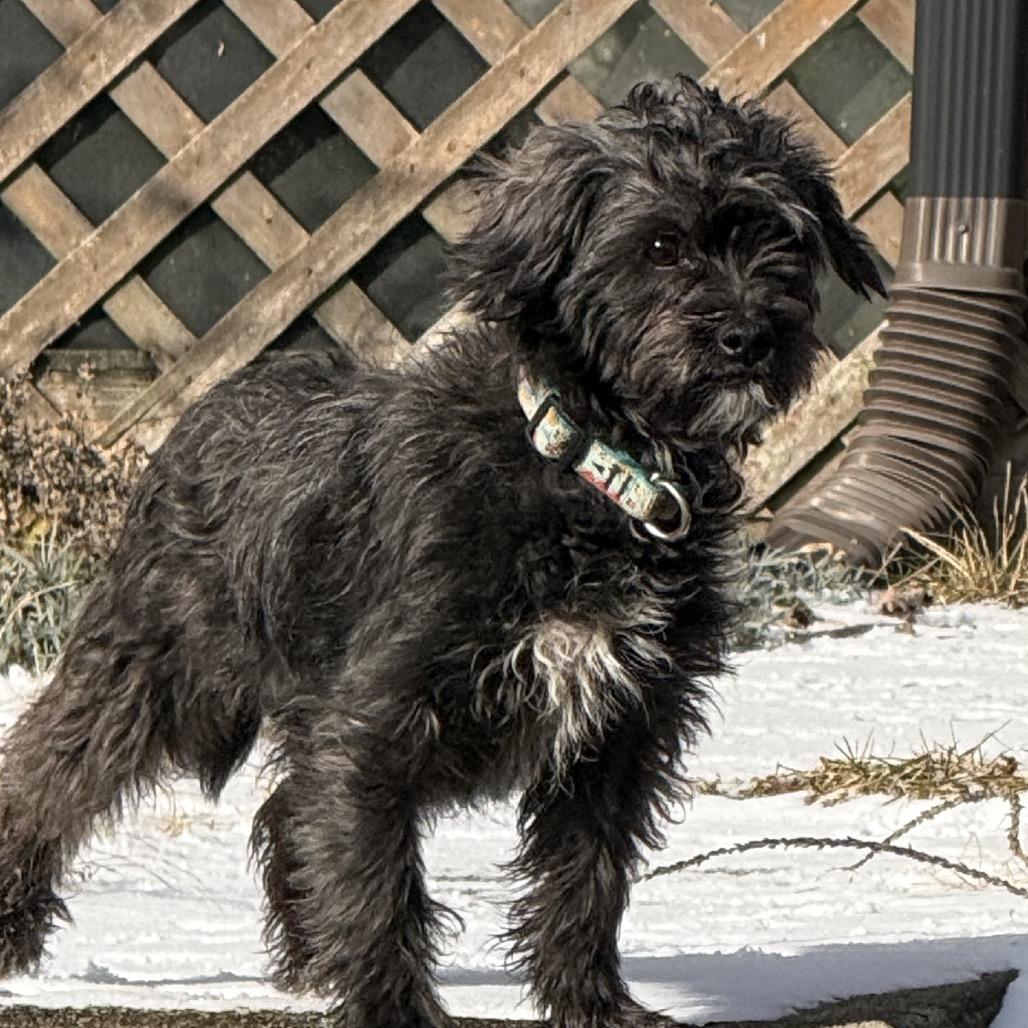 Enlarge Vanya, a Adoptable mixed breed in Sinking Spring, PA image 3/5