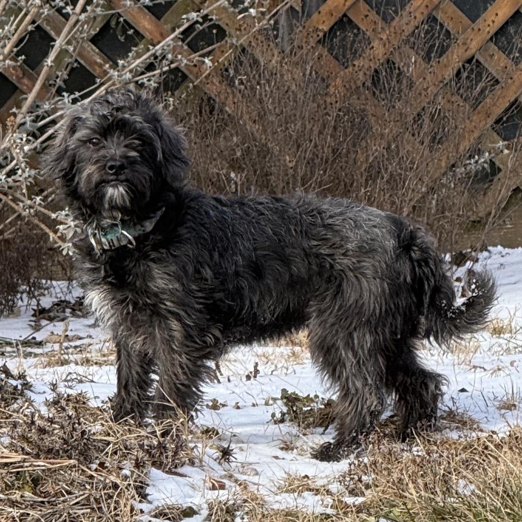 Enlarge Vanya, a Adoptable mixed breed in Sinking Spring, PA image 4/5