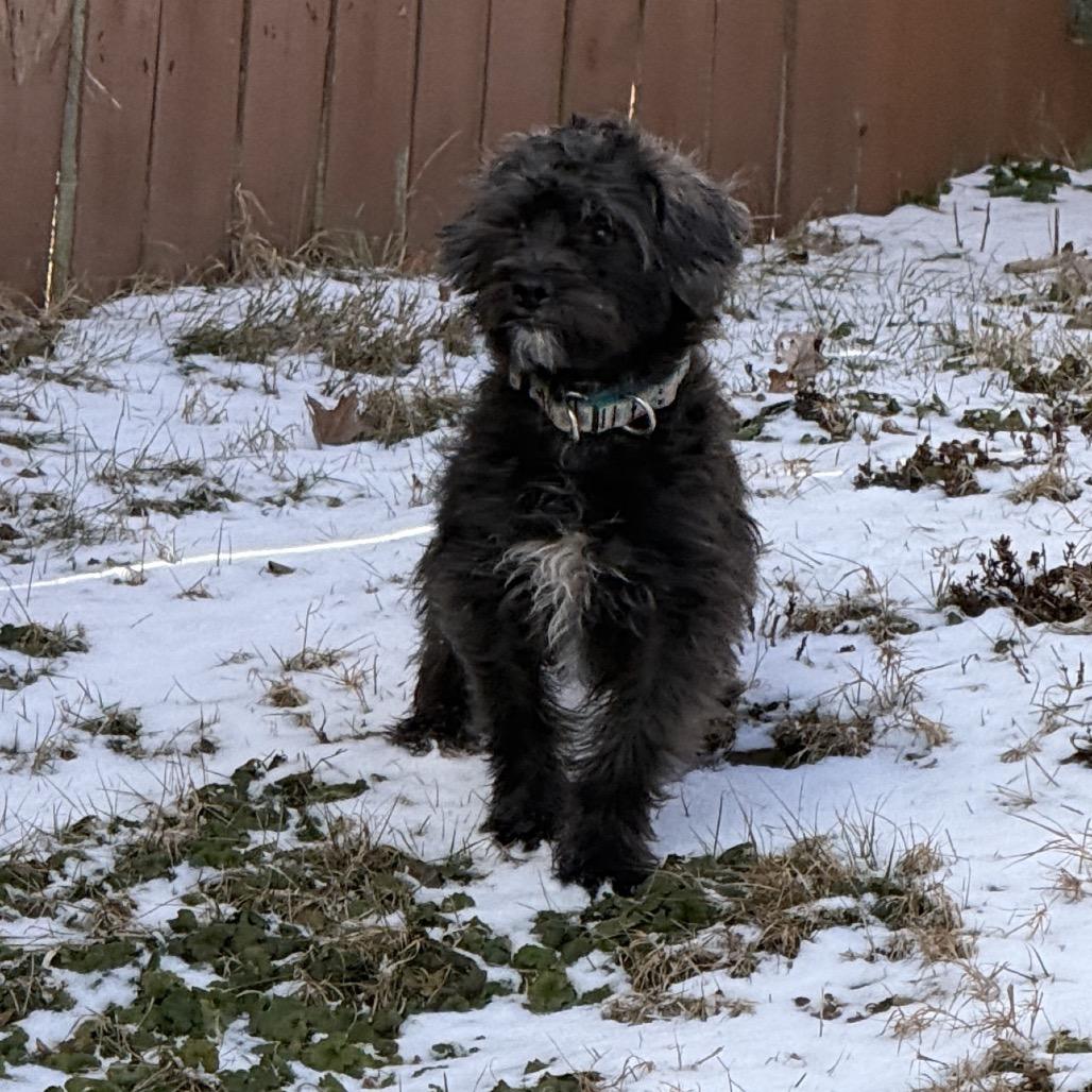 Enlarge Vanya, a Adoptable mixed breed in Sinking Spring, PA image 5/5