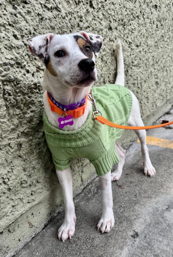 Daisy, Adoptable, Young Female Terrier & Australian Shepherd.