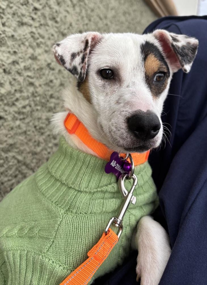 Daisy, a Adoptable mixed breed in Escondido, CA image 2/6