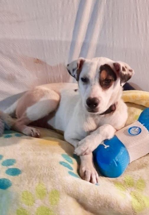 Daisy, a Adoptable mixed breed in Escondido, CA image 3/6