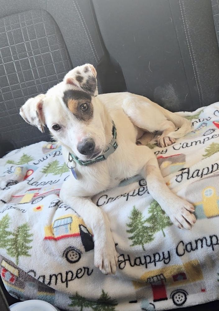 Daisy, a Adoptable mixed breed in Escondido, CA image 4/6