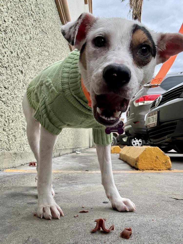 Daisy, a Adoptable mixed breed in Escondido, CA image 5/6