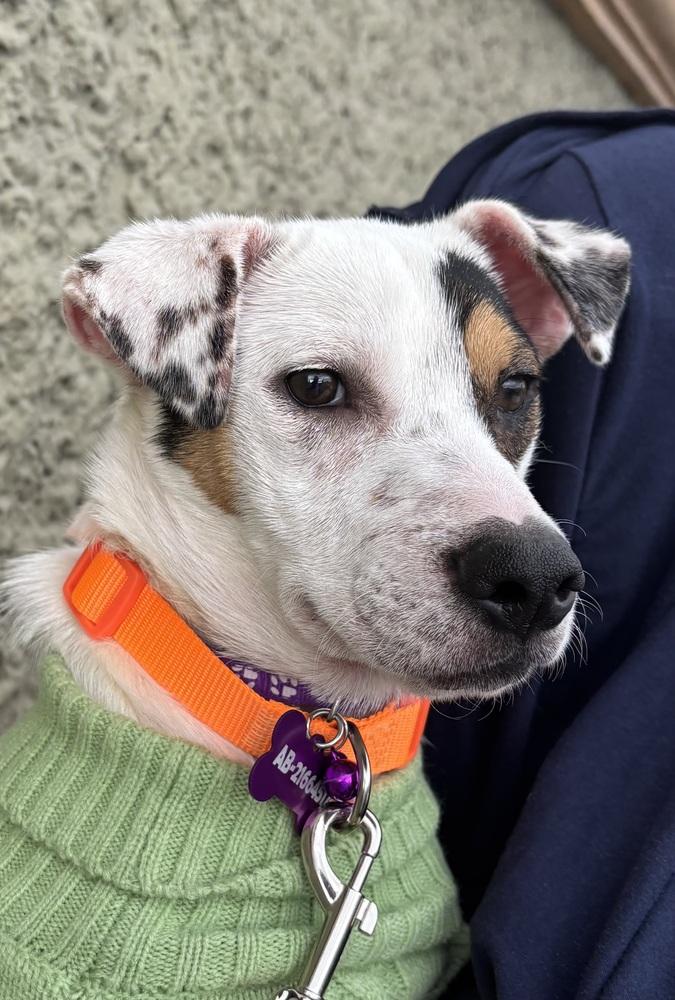 Daisy, a Adoptable mixed breed in Escondido, CA image 6/6