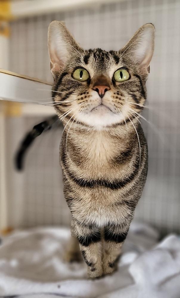 Starr (Felv+), Adoptable, Adult Female Domestic Short Hair & Tabby.