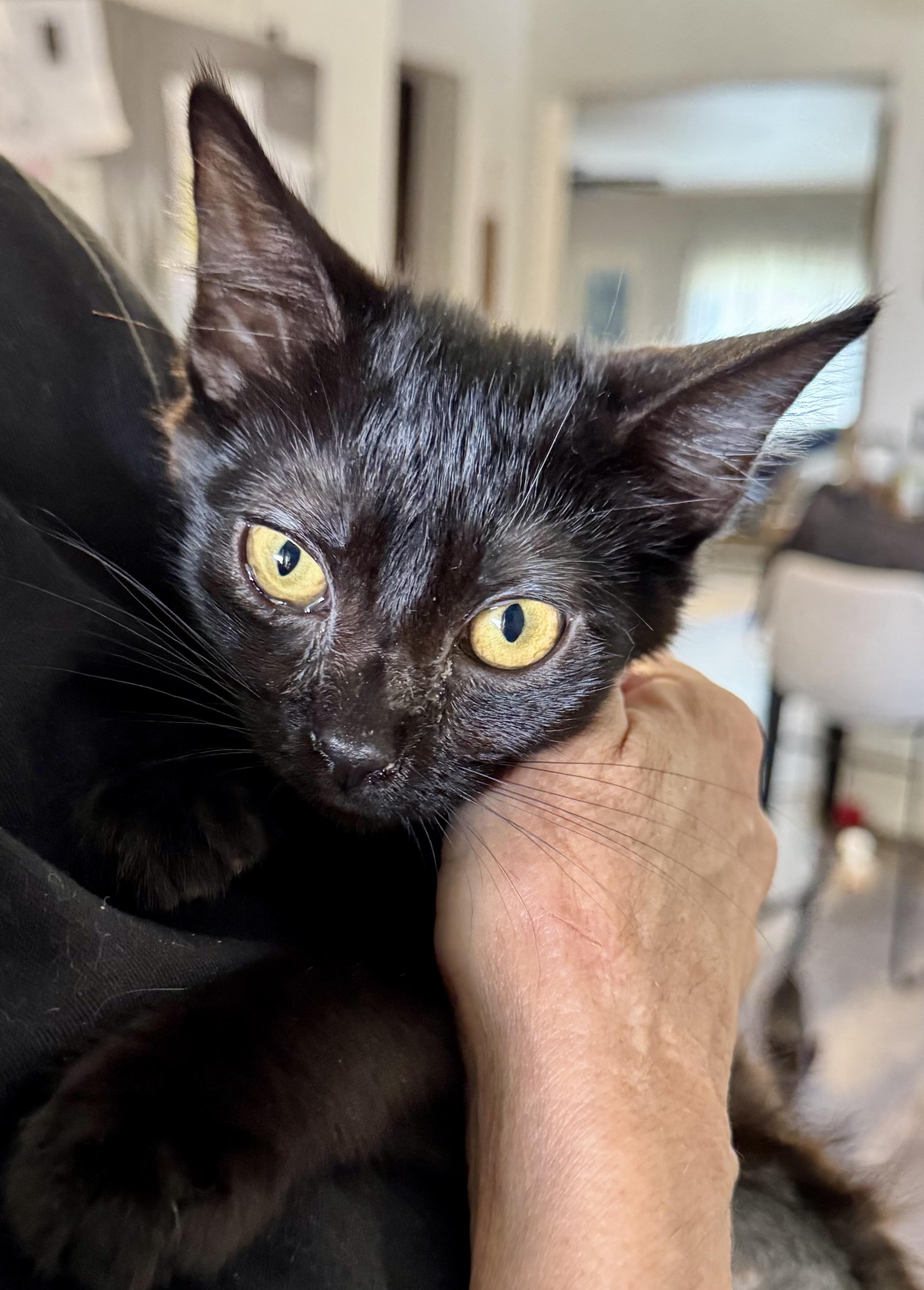 Shadow, Adoptable, Kitten Female Domestic Short Hair.