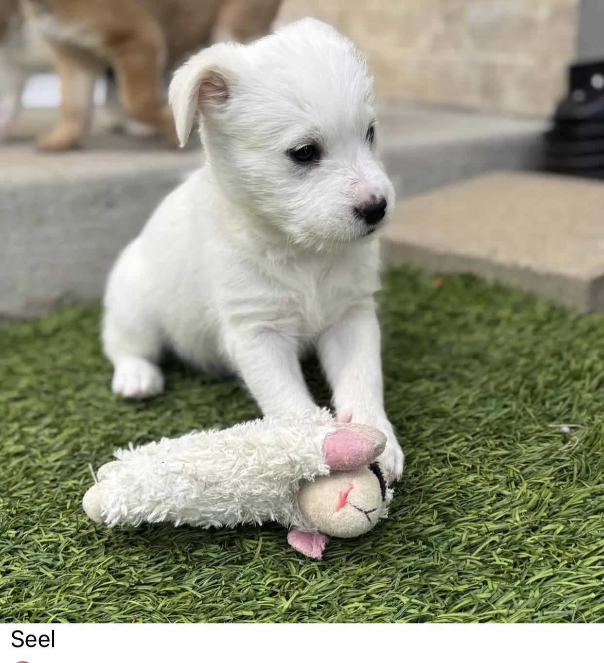 Enlarge Bert, Hoot Hoot, Stan, Seel, a ADOPTABLE mixed breed in Bethel, VT image 4/4