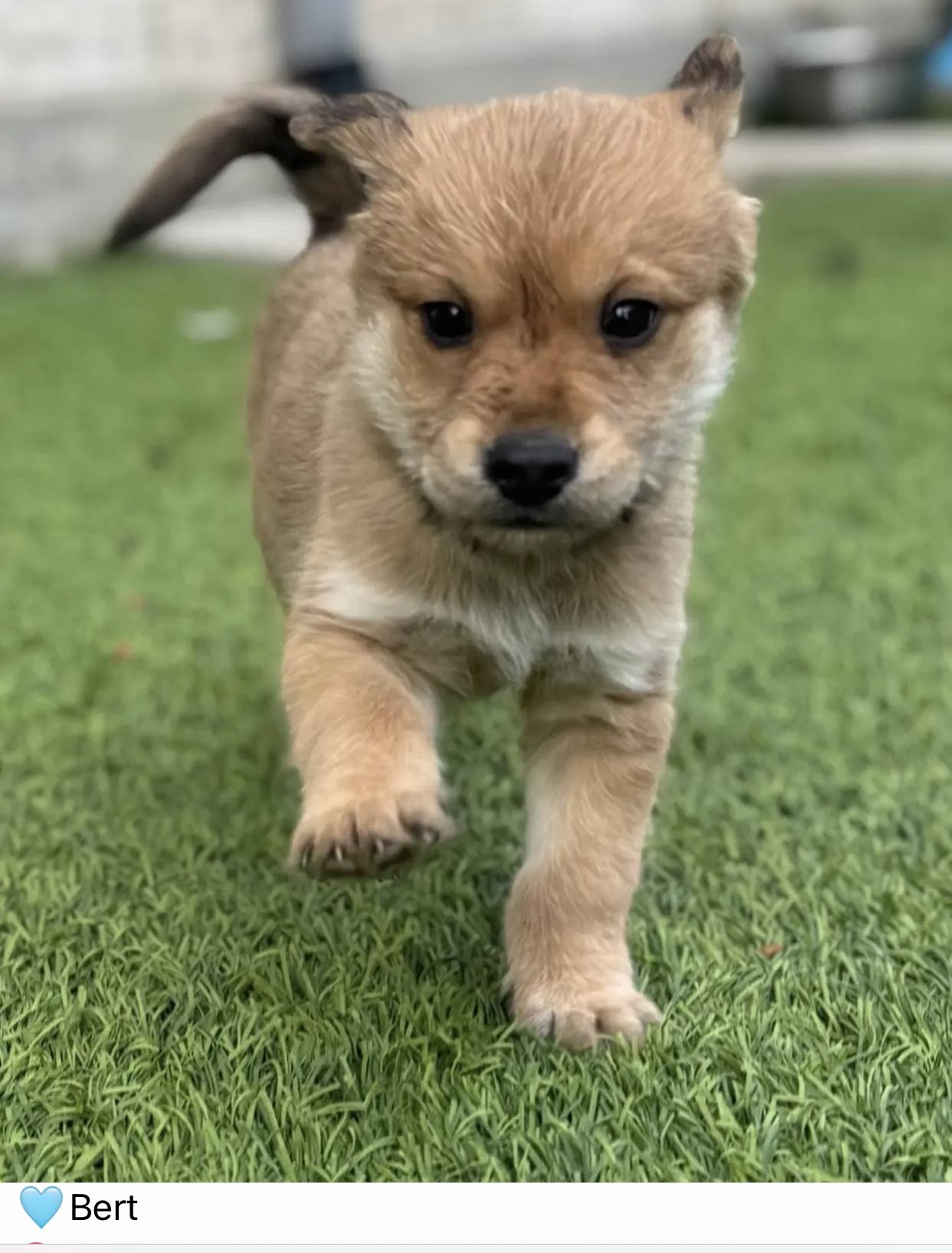 Bert  Hoot Hoot thumbnail 3