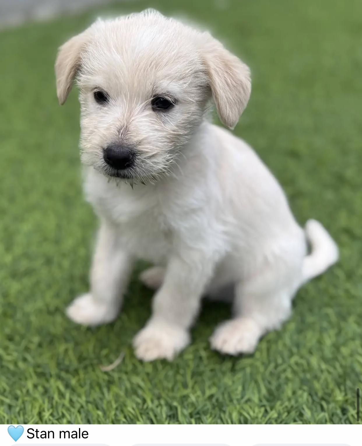 Bert  Hoot Hoot thumbnail 4