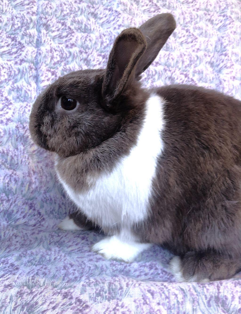 Enlarge Martin, a ADOPTABLE Dutch in Goleta, CA image 2/2