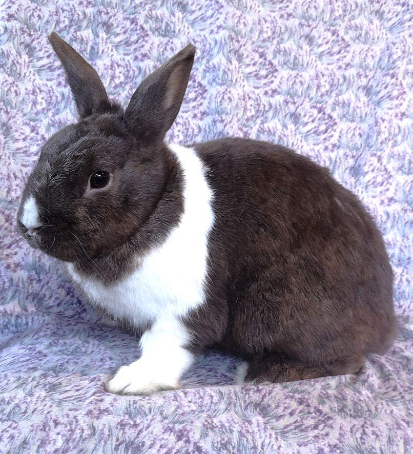 Martin, ADOPTABLE, Adult Male Dutch.