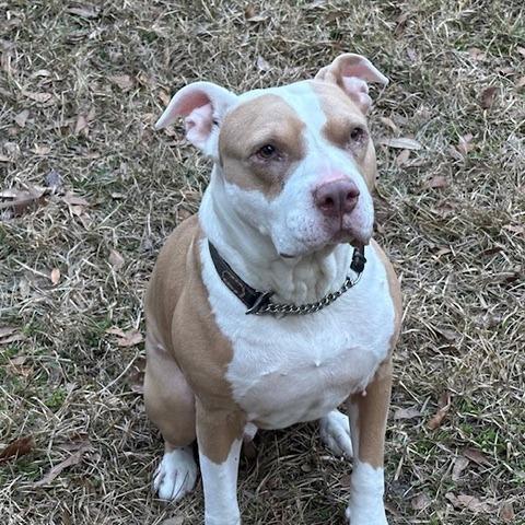 Lloyd, Adoptable, Senior Male Mixed Breed.