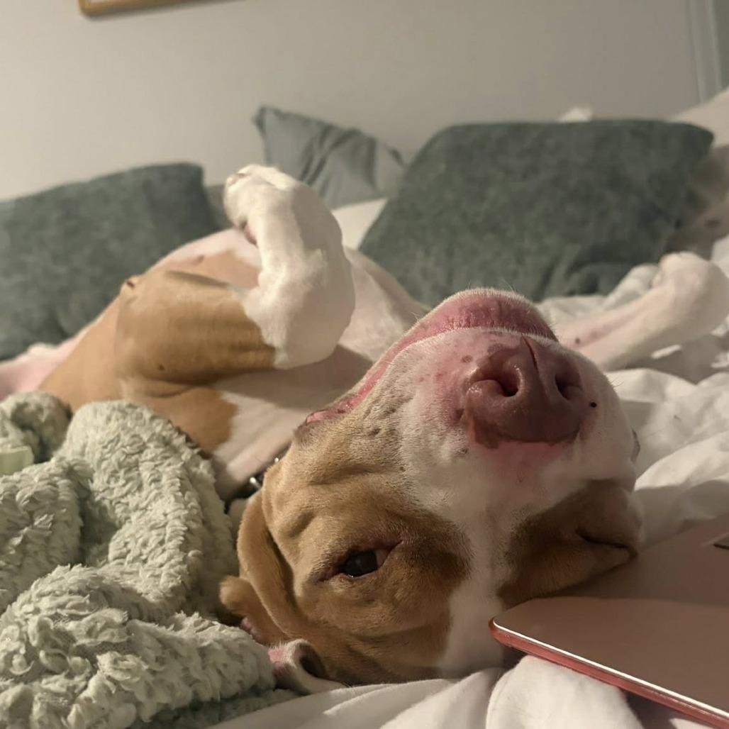 Enlarge Lloyd, a Adoptable Mixed Breed in Gainesville, FL image 2/6