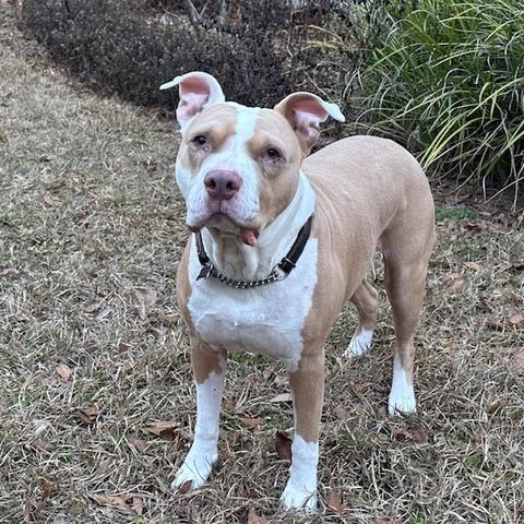 Enlarge Lloyd, a Adoptable Mixed Breed in Gainesville, FL image 3/6
