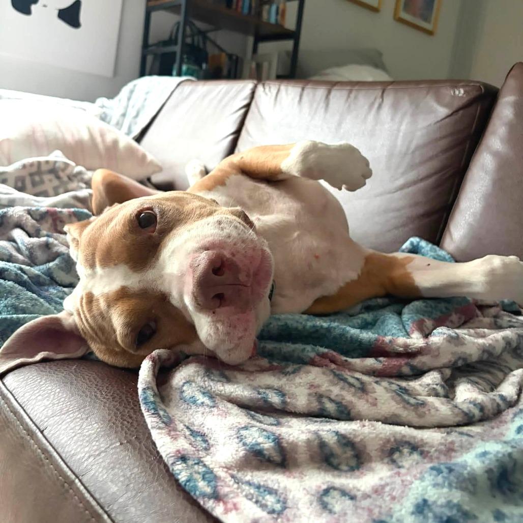 Enlarge Lloyd, a Adoptable Mixed Breed in Gainesville, FL image 4/6