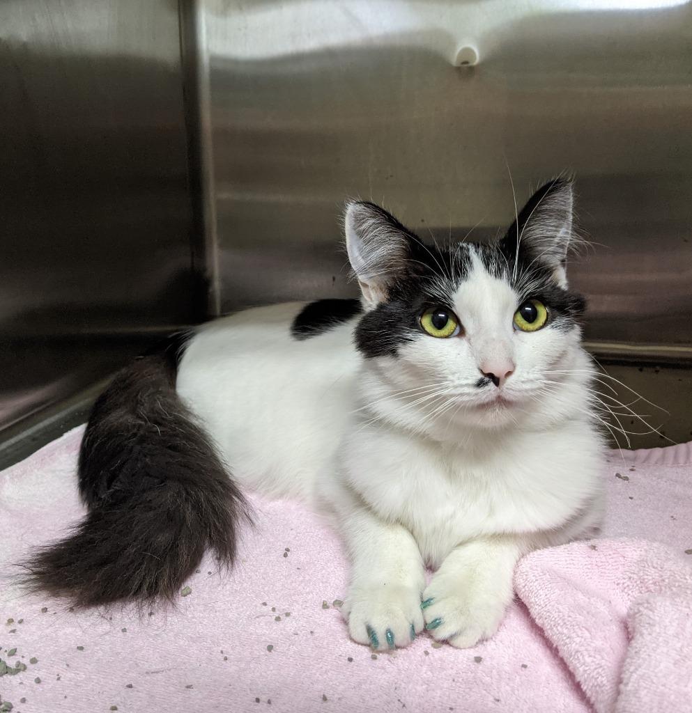 HOLLY, Adoptable, Adult Female Domestic Medium Hair.